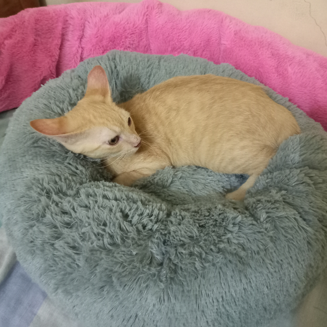 CAMA DONA PARA MASCOTAS (INCLUYE ALMOHADA HUESO Y FORRO INTERNO)