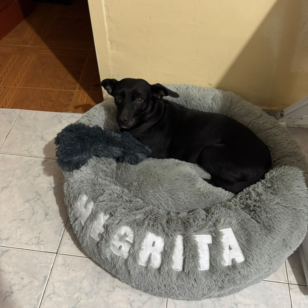 CAMA DONA PARA MASCOTAS (INCLUYE ALMOHADA HUESO Y FORRO INTERNO)